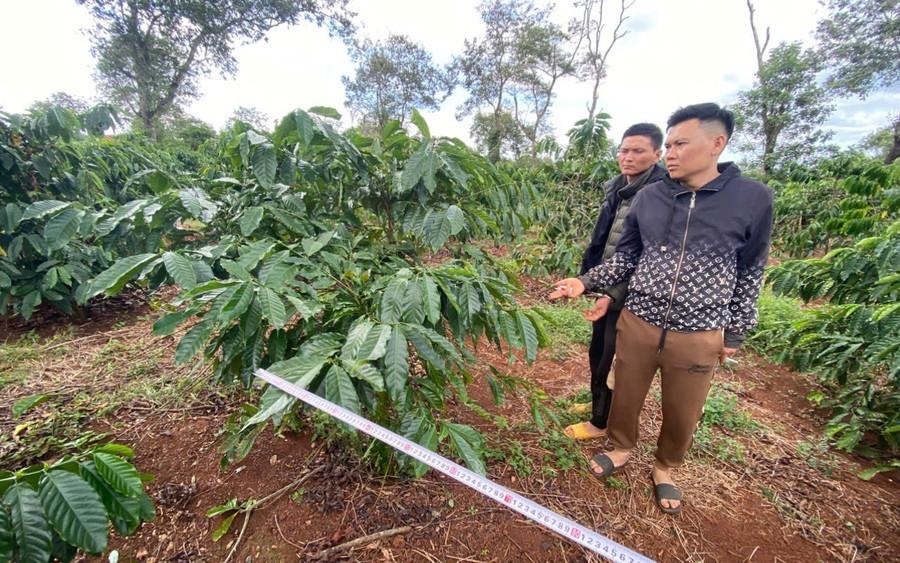 2 đối tượng Đức và Hiệp tại vườn cà-phê đã hái trộm.