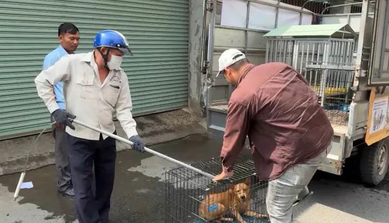 Bắt chó thả rong tại TP Biên Hoà, tỉnh Đồng Nai.