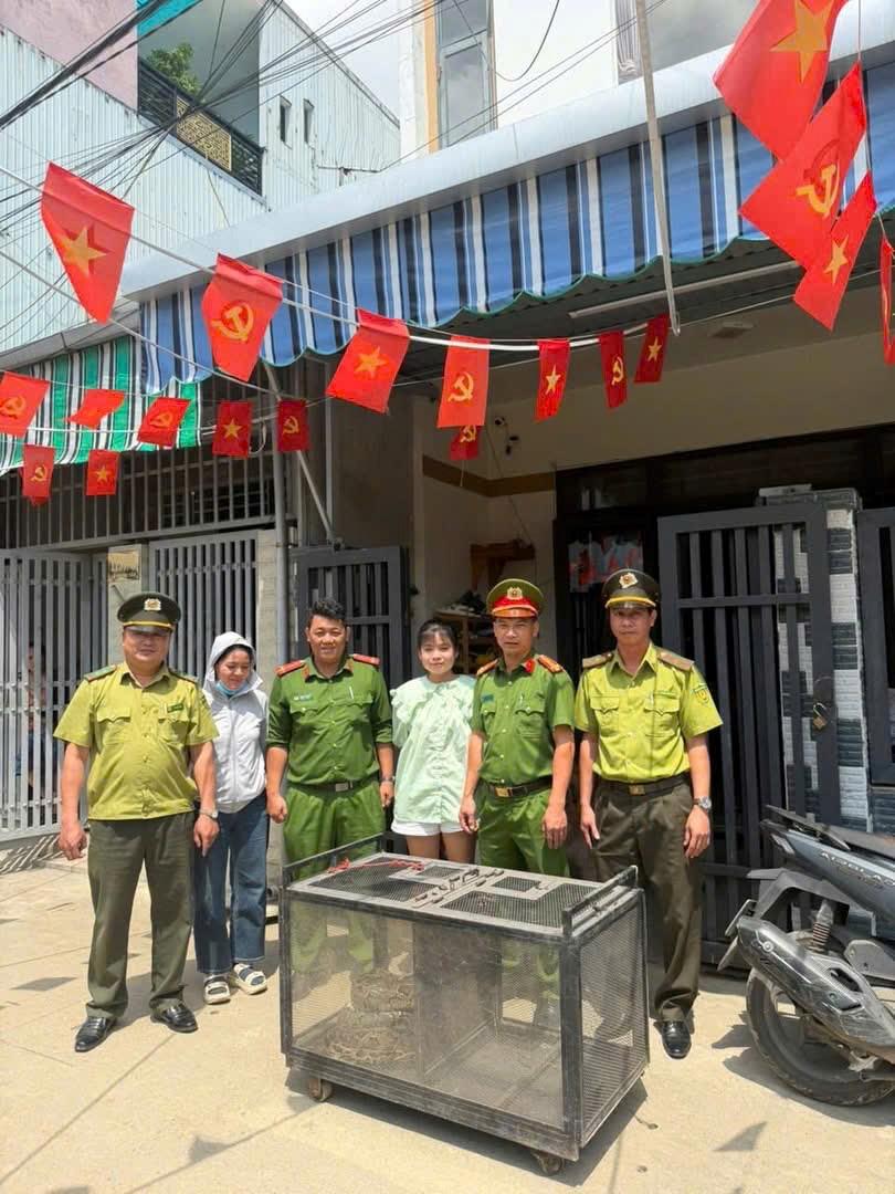 Trăn gấm được vận chuyển và đưa thả về môi trường tự nhiên.
