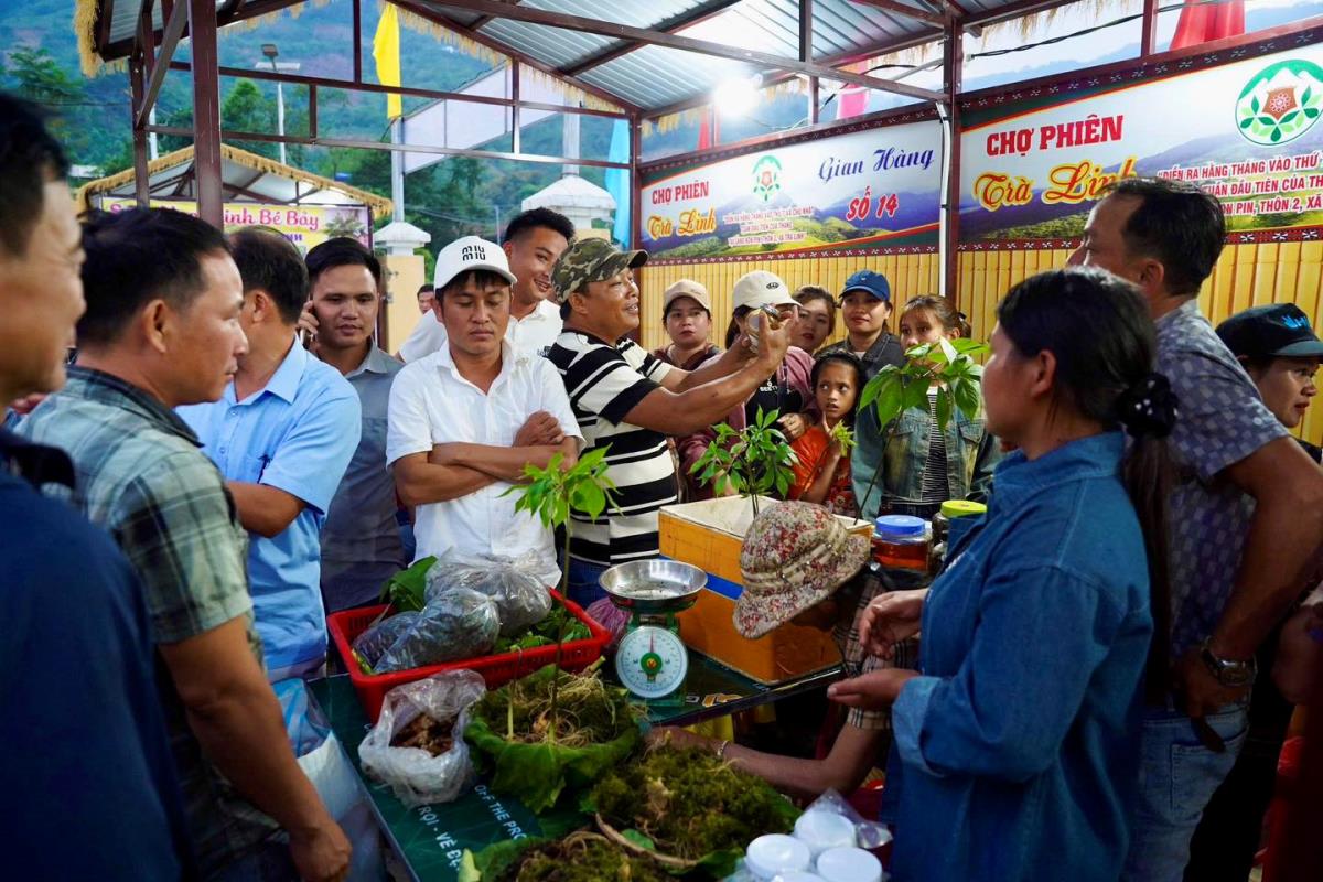 Phiên chợ sâm hàng tháng đang được tổ chức tại xã Trà Linh.