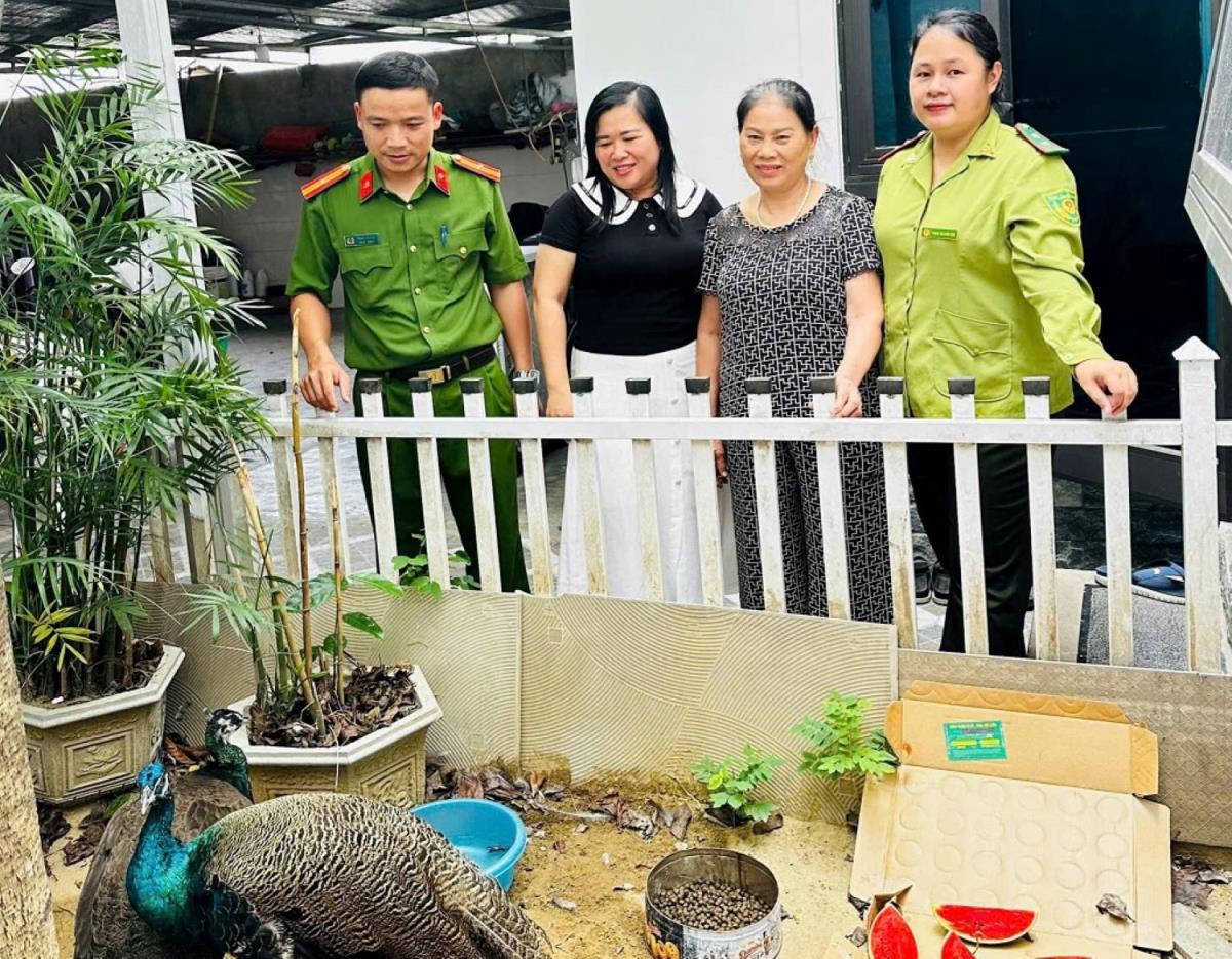 2 cá thể chim công được người dân phát hiện.